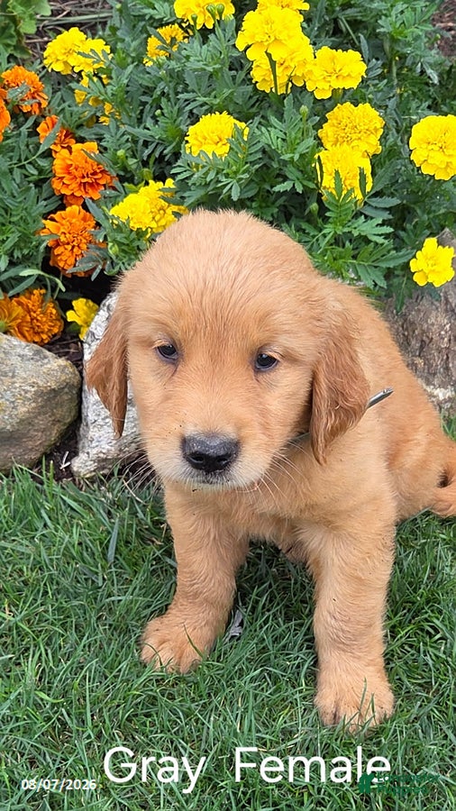 Golden Retriever dogs Ocean - Ad 33