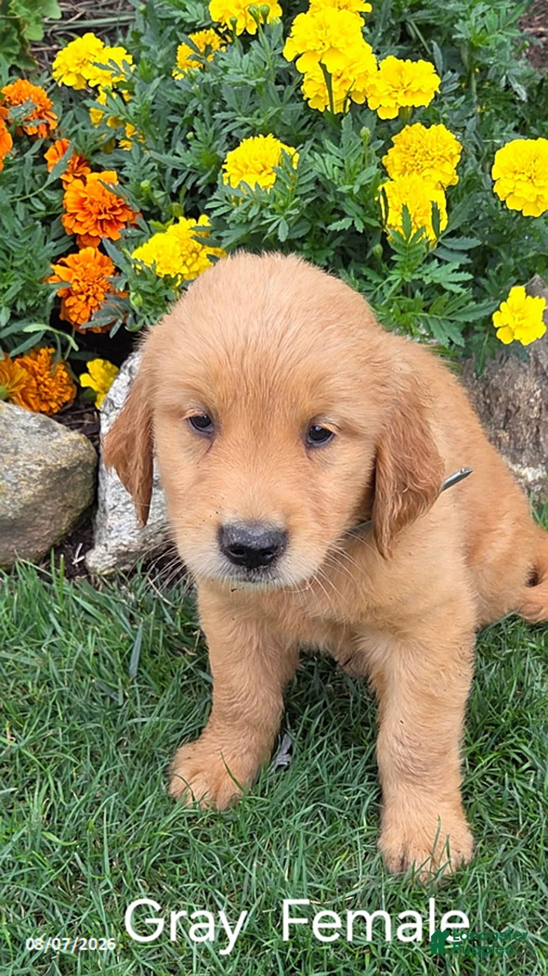 Golden Retriever dogs for sale: Ocean - Ad 1