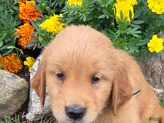 Golden Retriever dogs Ocean - Ad 33