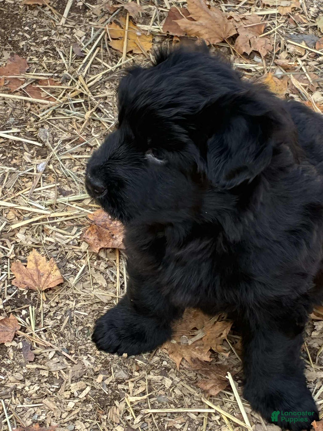 German Shepherd dogs for sale: German Shepherd Puppy 1 - Ad 3