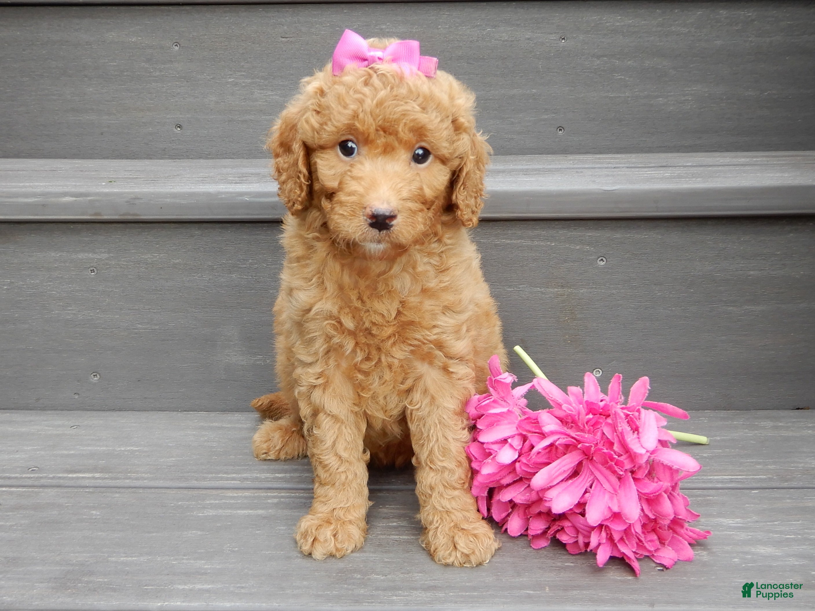 Mini Goldendoodle dogs Sunny - Ad 1