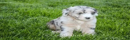Sheepadoodle dogs for sale: Daisy - Ad 2