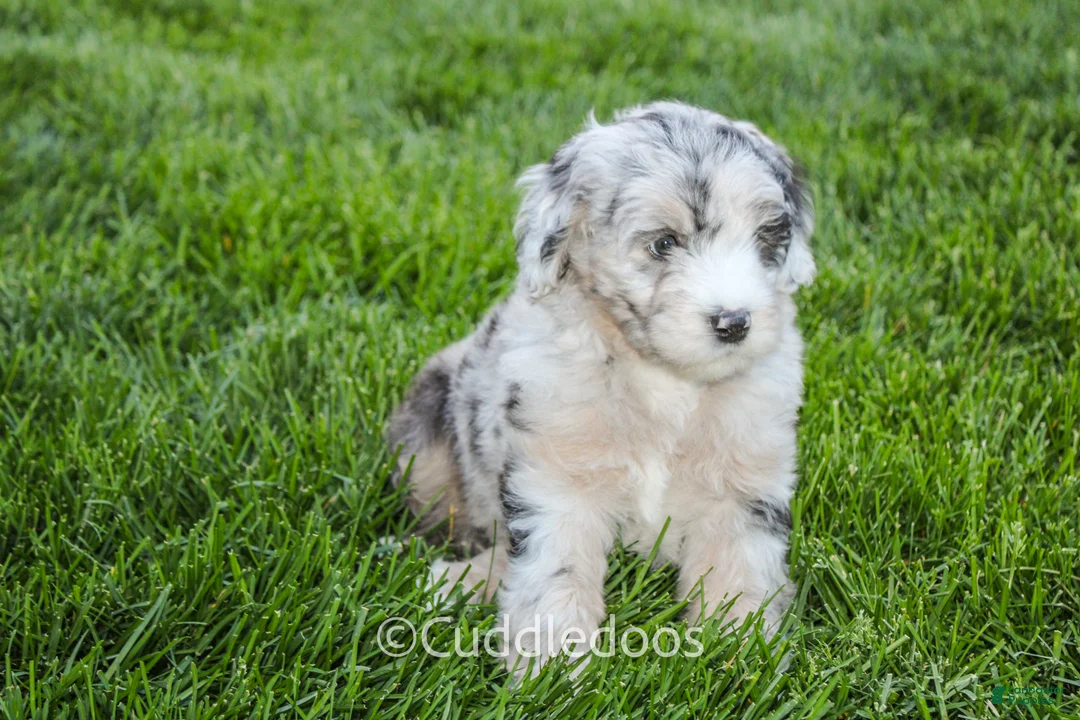 Sheepadoodle dogs for sale: Daisy - Ad 2