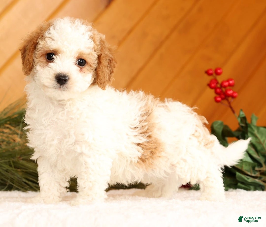 Cavapoo dogs for sale: Jenny - Ad 2