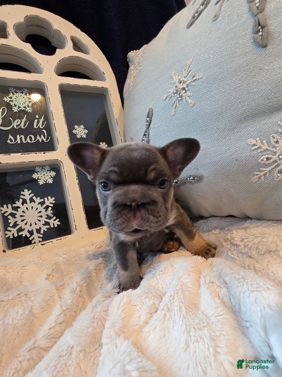French Bulldog dogs for sale: ❄️ Iduna – Blue Big Rope French Bulldog, carries fluffy - Ad 6