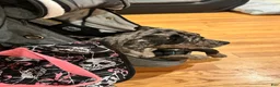 American Pit Bull Terrier dogs for sale: Misha Girl (Read Description: Price is debatable)  - Ad 4