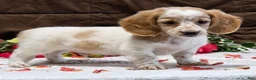 Miniature Dachshund dogs for sale: Riley - Ad 4