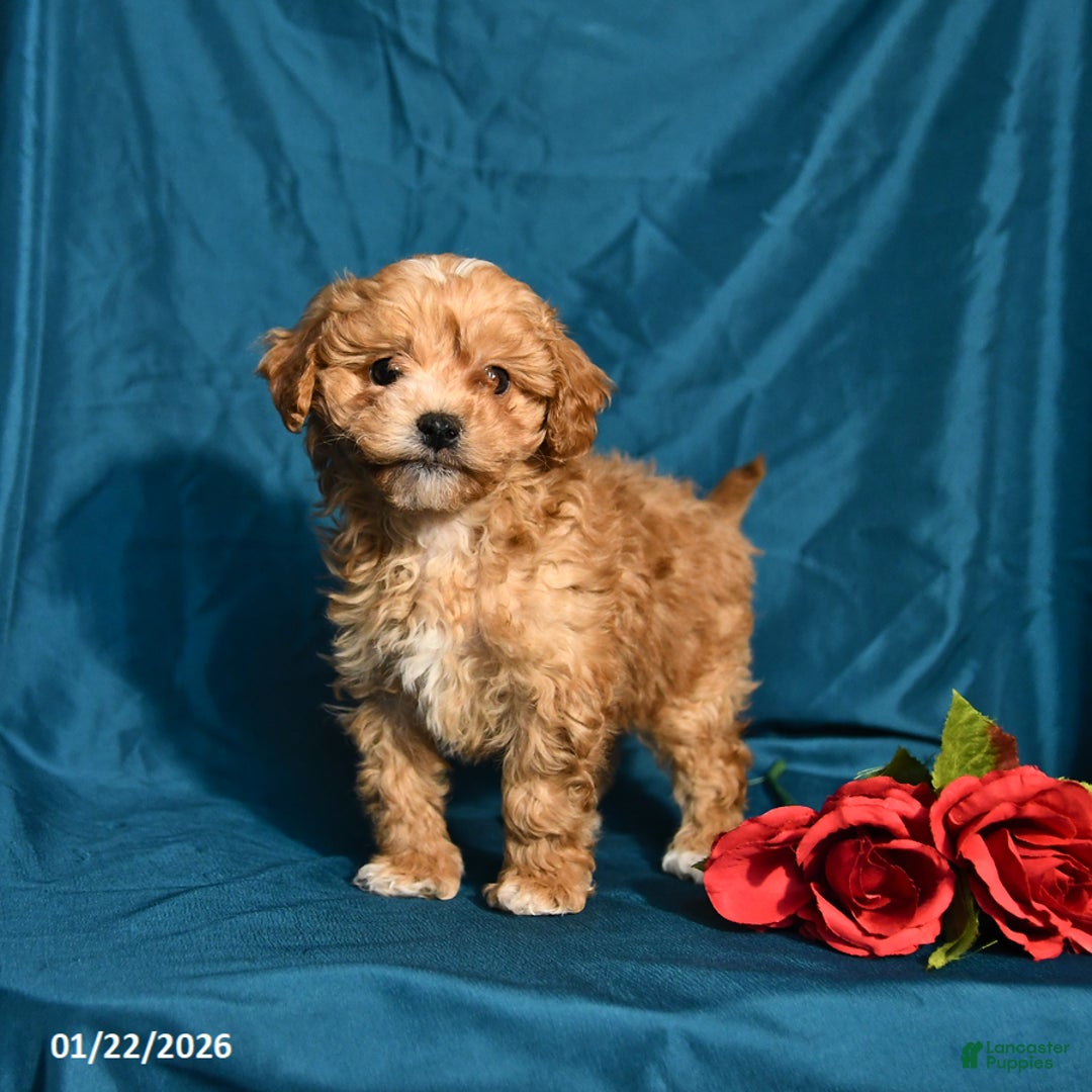 Shihpoo dogs for sale: Blake - Ad 1