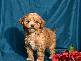 Shihpoo dogs Blake - Ad 42