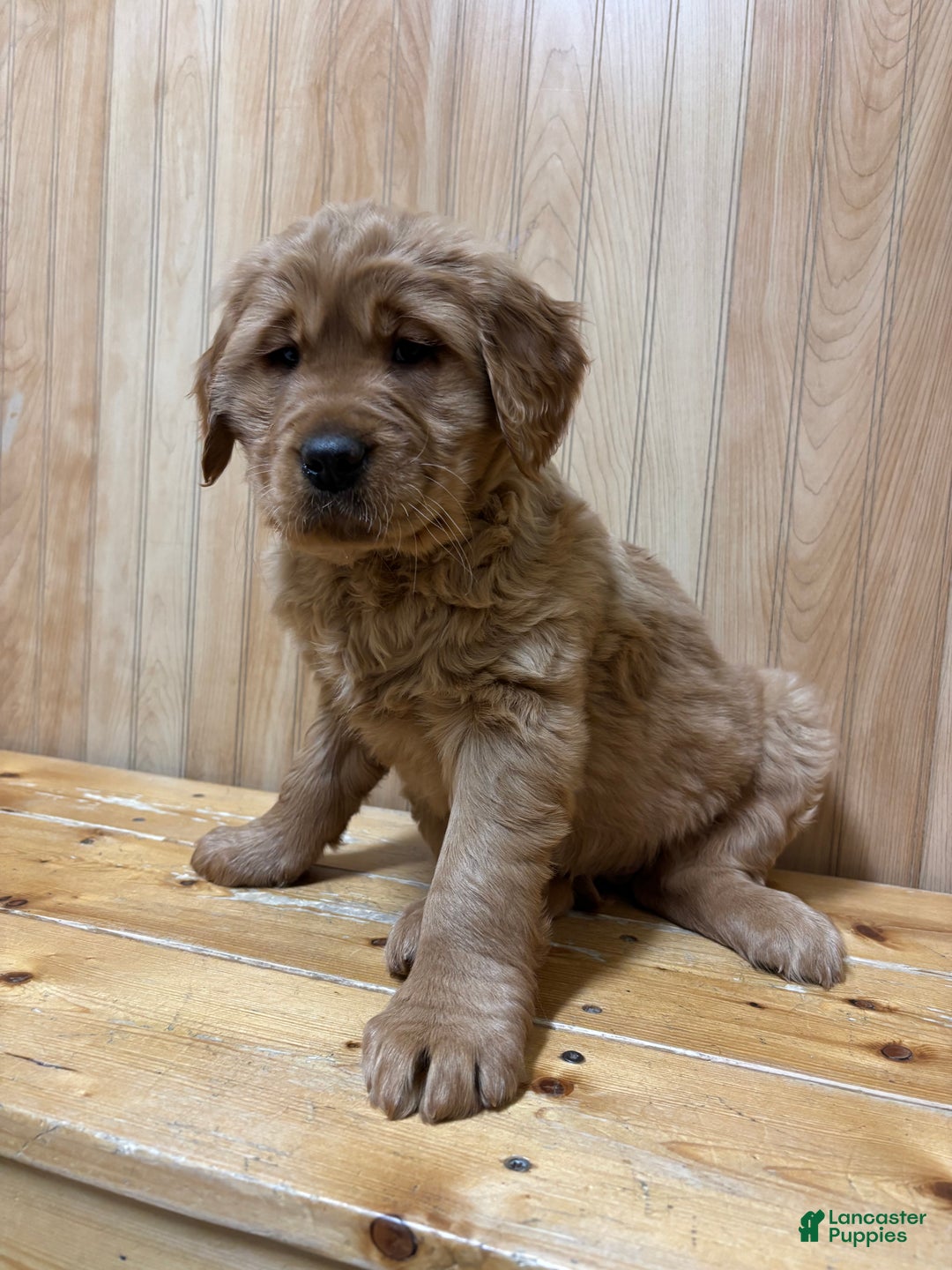 Golden Retriever dogs for sale: Trixie - Ad 2