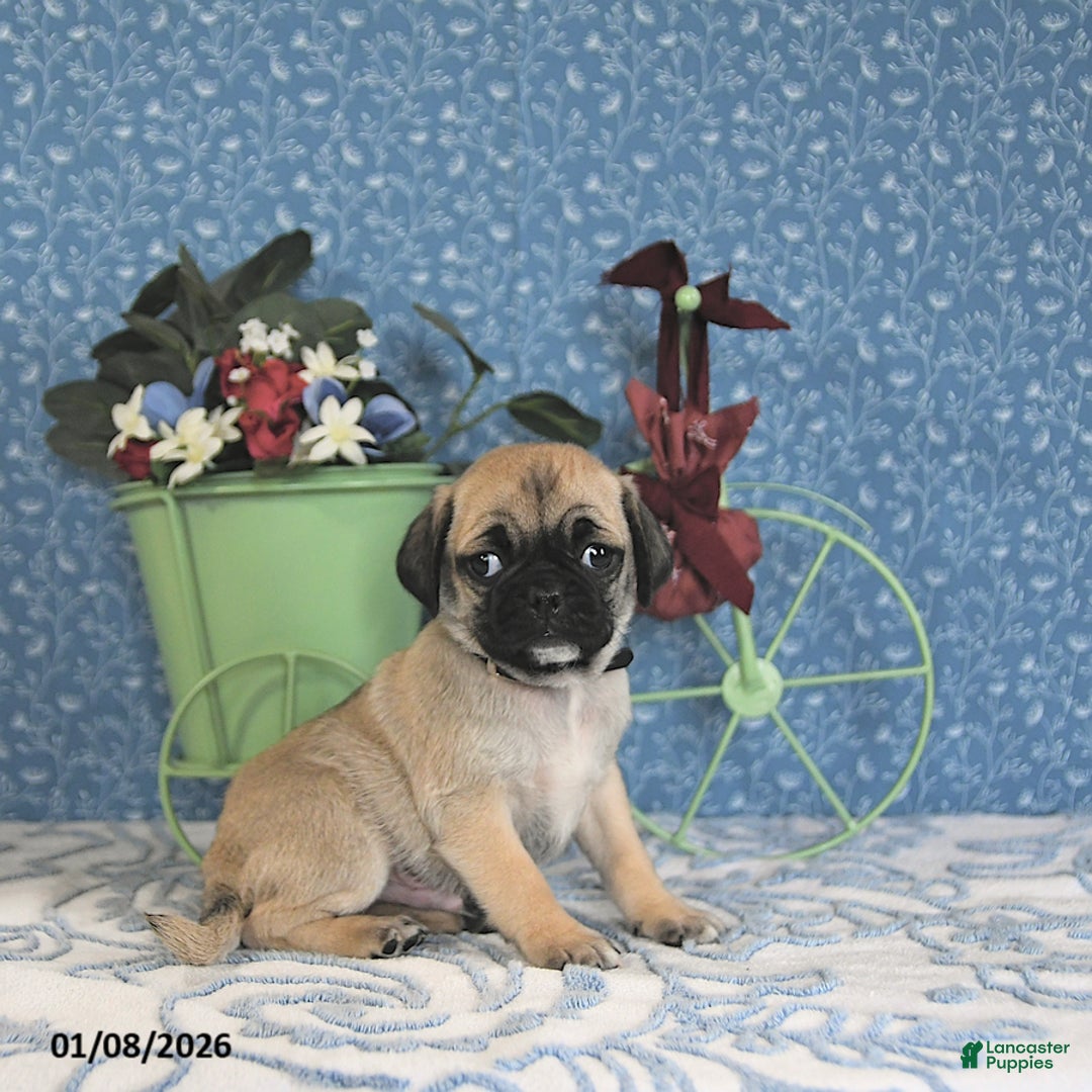 Pug dogs for sale: Lafredo - Ad 4