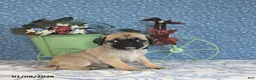 Pug dogs for sale: Lafredo - Ad 9