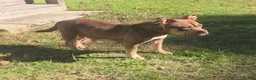 American Bully dogs for sale: Male 2 - Ad 6