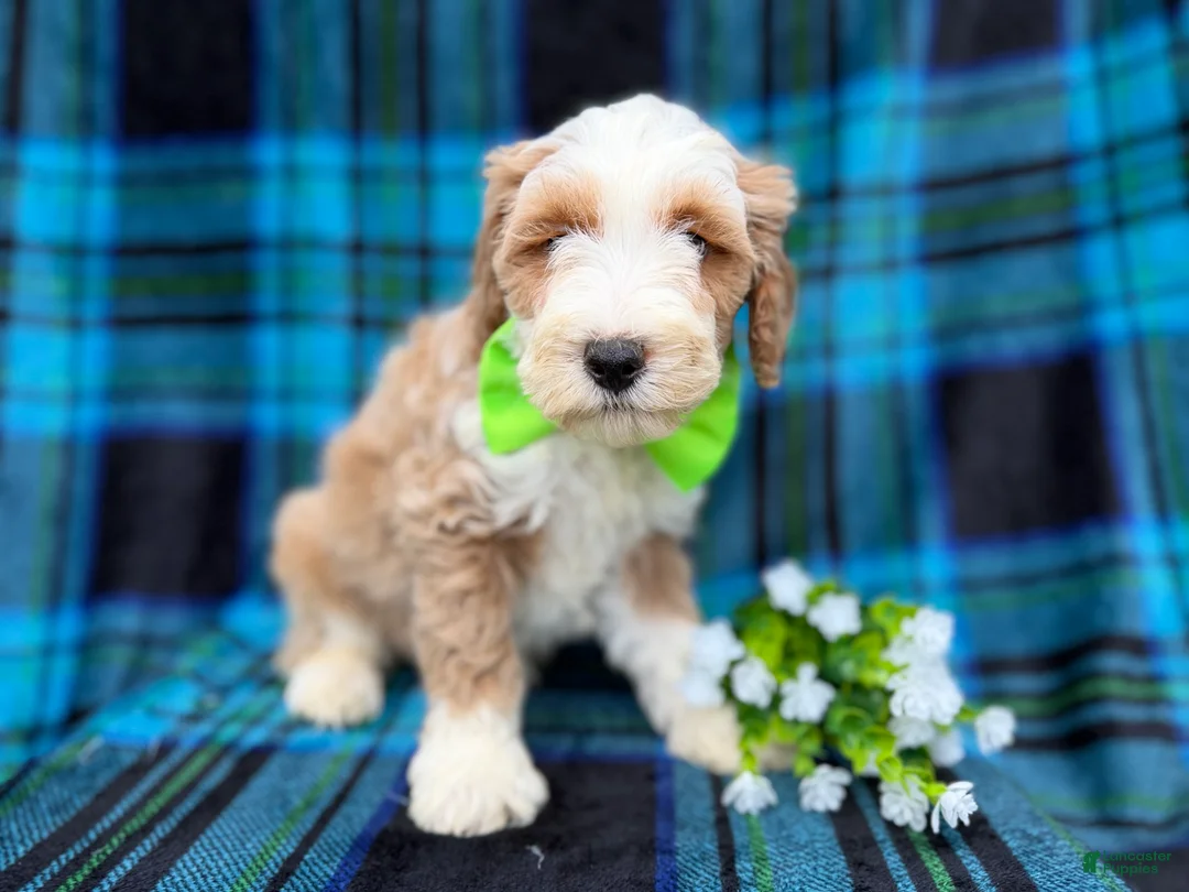 Cockapoo dogs for sale: Yogi - Ad 6