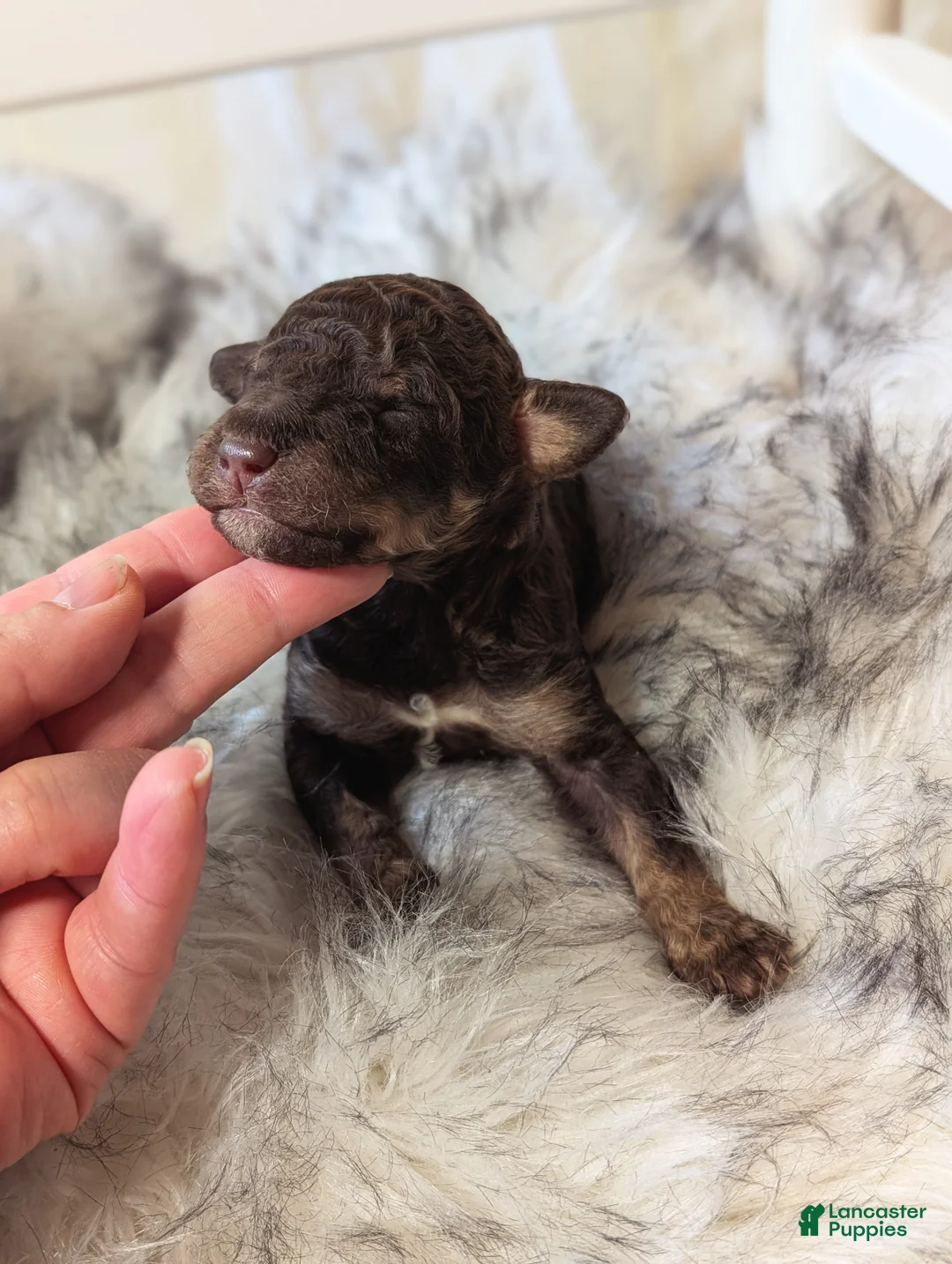 Mixed Breed dogs for sale: TERMINATOR  - Ad 4