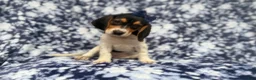 Beagle dogs for sale: Whitney - Ad 1