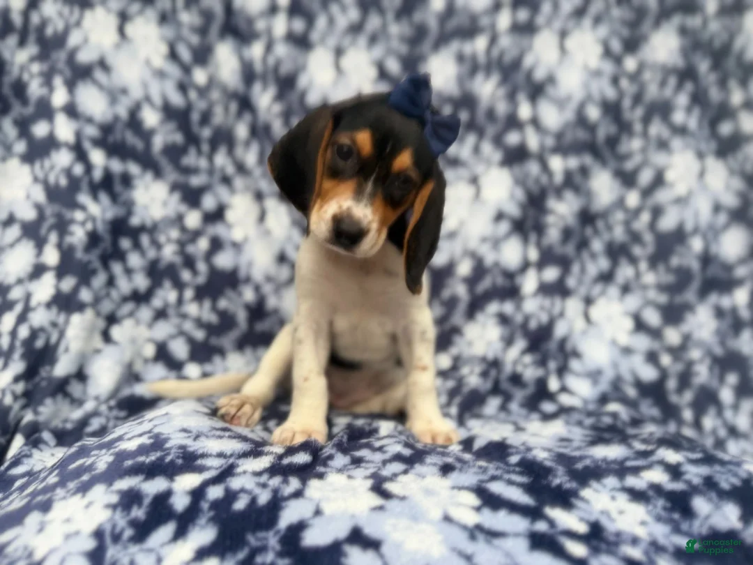 Beagle dogs for sale: Whitney - Ad 1