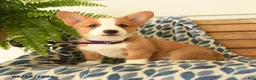 Welsh Corgi Pembroke dogs for sale: Dylan - Ad 3