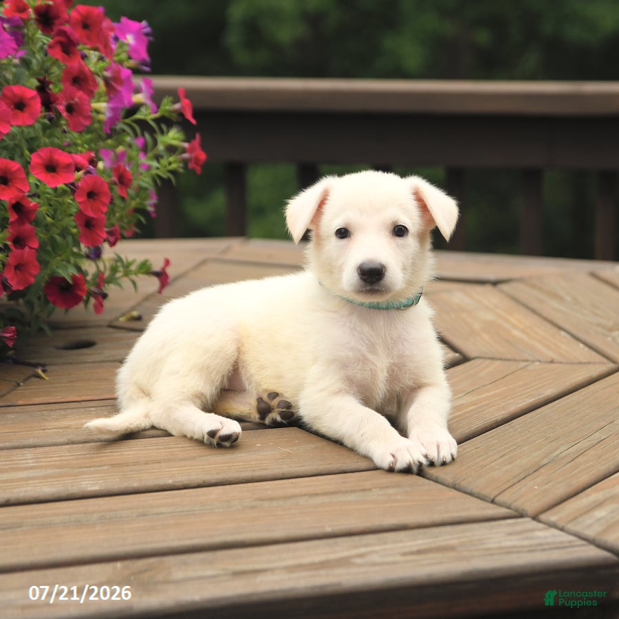 German Shepherd dogs Magnolia - Ad 2