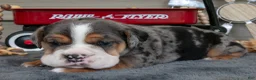 Beabull dogs for sale: Navy - Ad 3