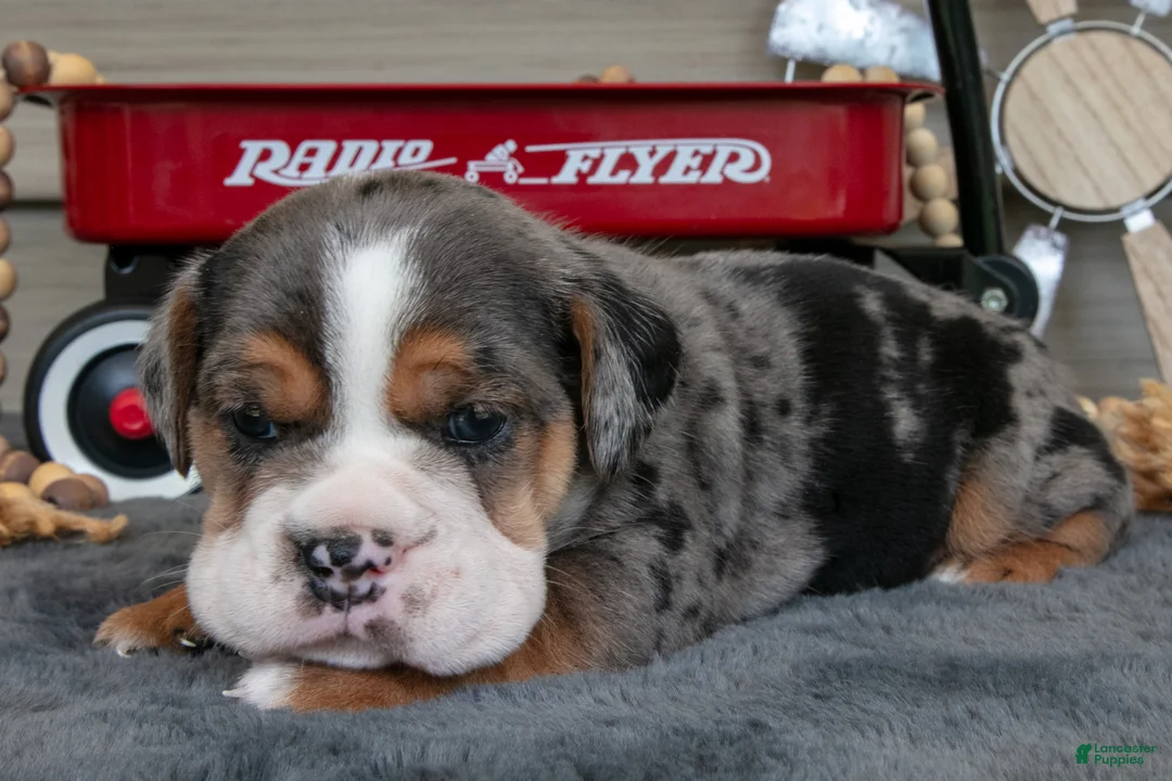 Beabull dogs for sale: Navy - Ad 3