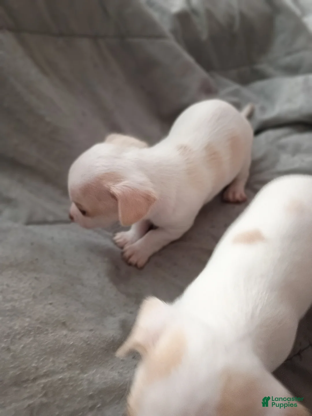 Chihuahua dogs for sale: Chihuahua Puppy 7 - Ad 1