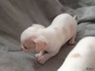 Chihuahua dogs Chihuahua Puppy 7 - Ad 20