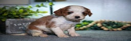 Cavapoo dogs for sale: Janie - Ad 2