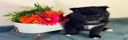 Pomsky dogs for sale: Celtic - Ad 4
