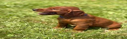 Irish Setter dogs for sale: Dark blue collar  - Ad 2