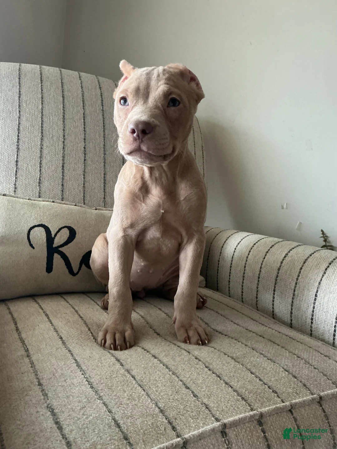 American Bully dogs for sale: Lola - Ad 1