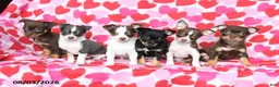 Chihuahua dogs for sale: Pal  - Ad 5