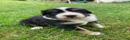 Australian Shepherd dogs for sale: Blossom 🌸  - Ad 8