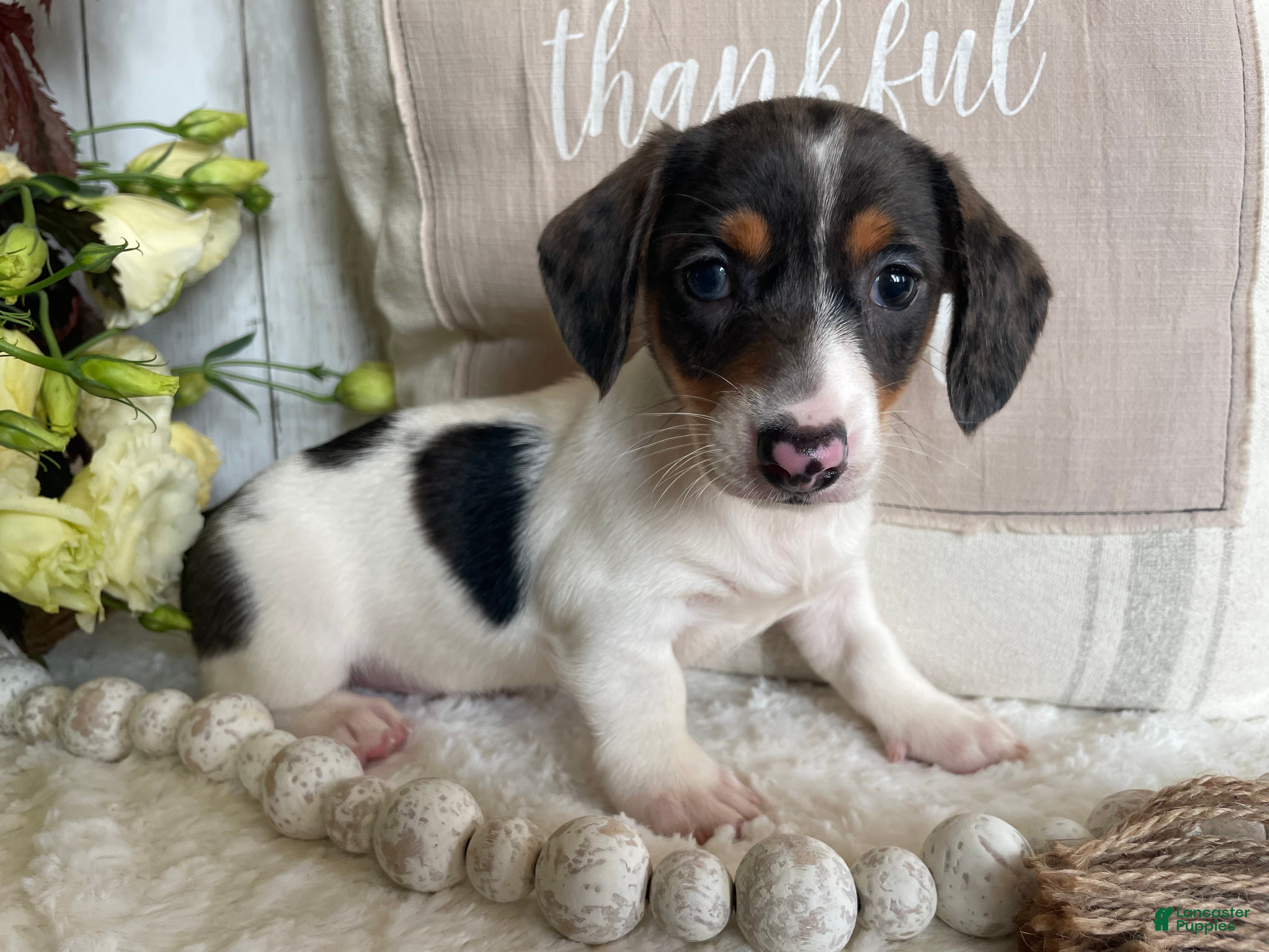 Miniature Dachshund dogs Layne - Ad 2