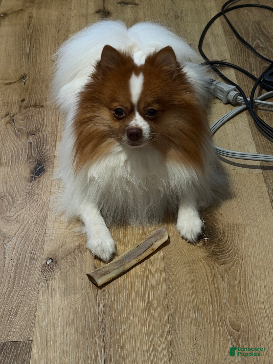 Pomeranian dogs for stud: Number of litters 3 - Ad 7