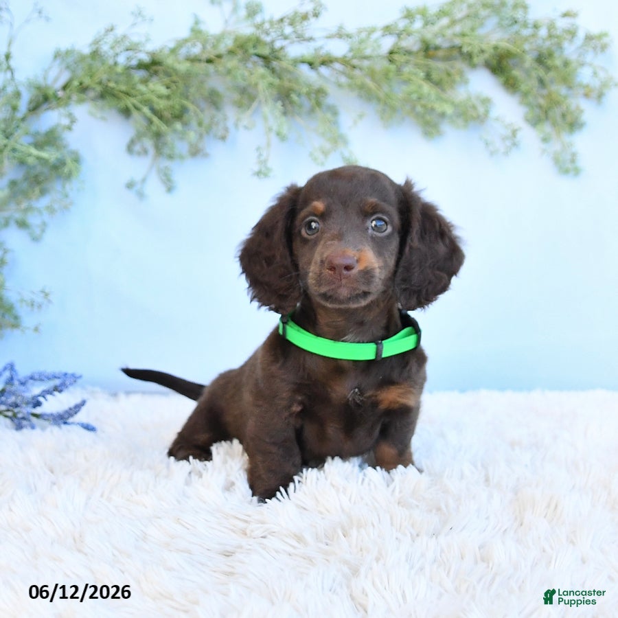 Miniature Dachshund dogs Scamper - Ad 1