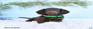 Scamper