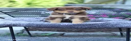 Australian Shepherd dogs for sale: Rosie - Ad 1