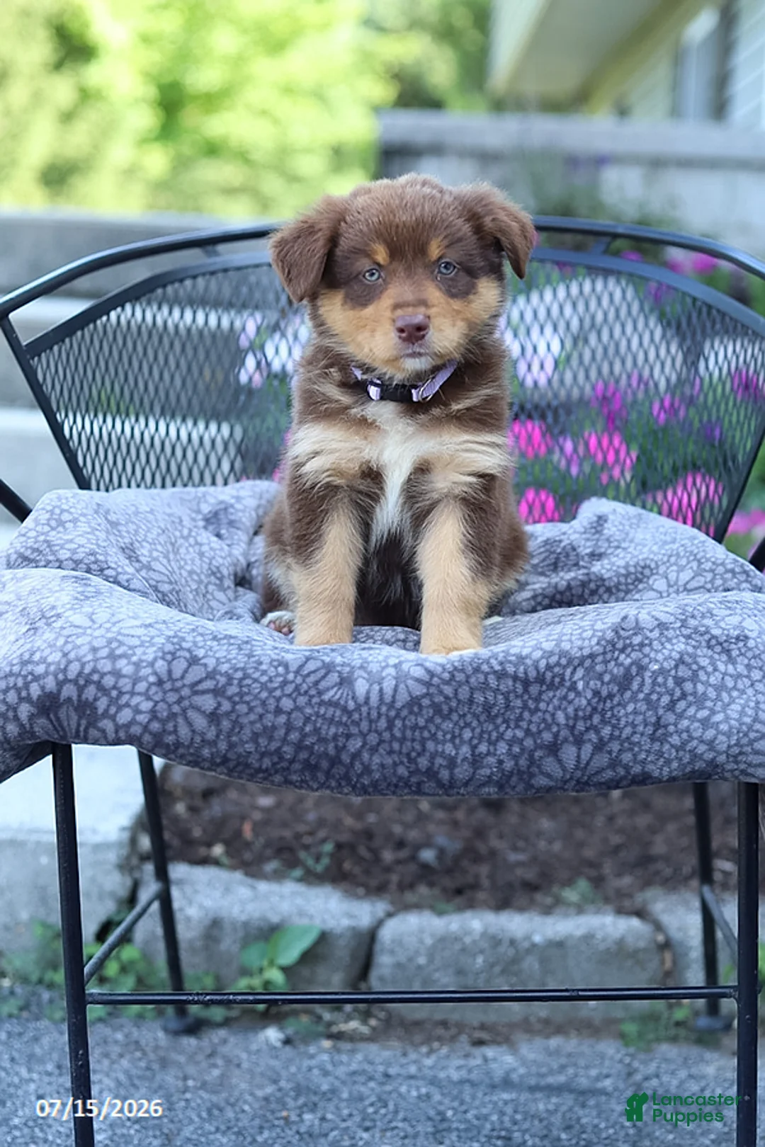 Australian Shepherd dogs for sale: Rosie - Ad 1