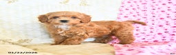 Cockapoo dogs for sale: Meadow  - Ad 4