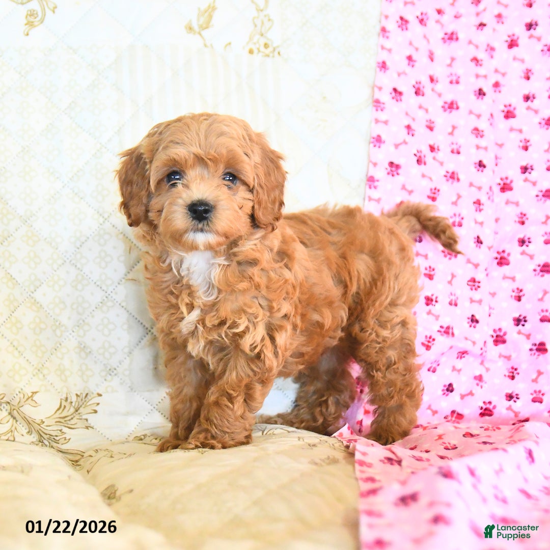 Cockapoo dogs for sale: Meadow  - Ad 4