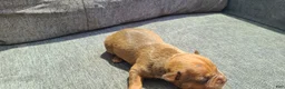 American Bully dogs for sale: Alice - Ad 4