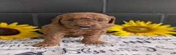 Mini Goldendoodle dogs for sale: Mini -Mo - Ad 4