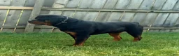 Rottweiler dogs for sale: Terex - Ad 9