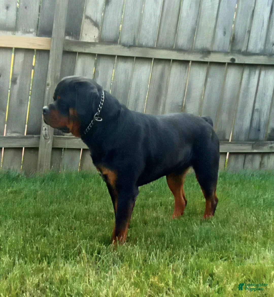 Rottweiler dogs for sale: Terex - Ad 9