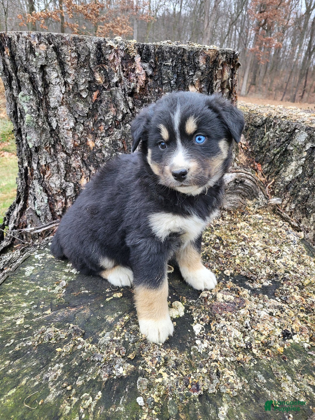 Mixed Breed dogs for sale: Lula - Ad 5