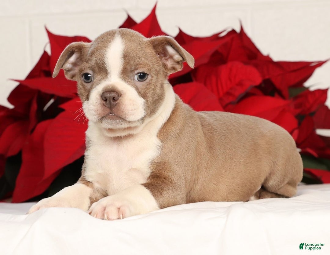 Boston Terrier dogs for sale: Riley - Ad 1
