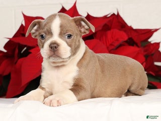 Boston Terrier dogs Riley - Ad 21