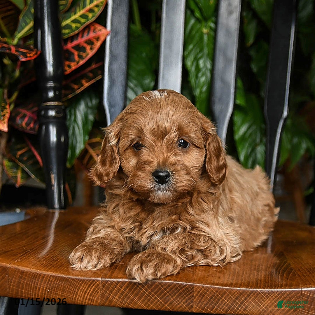 Cavapoo dogs for sale: Buzz - Ad 2