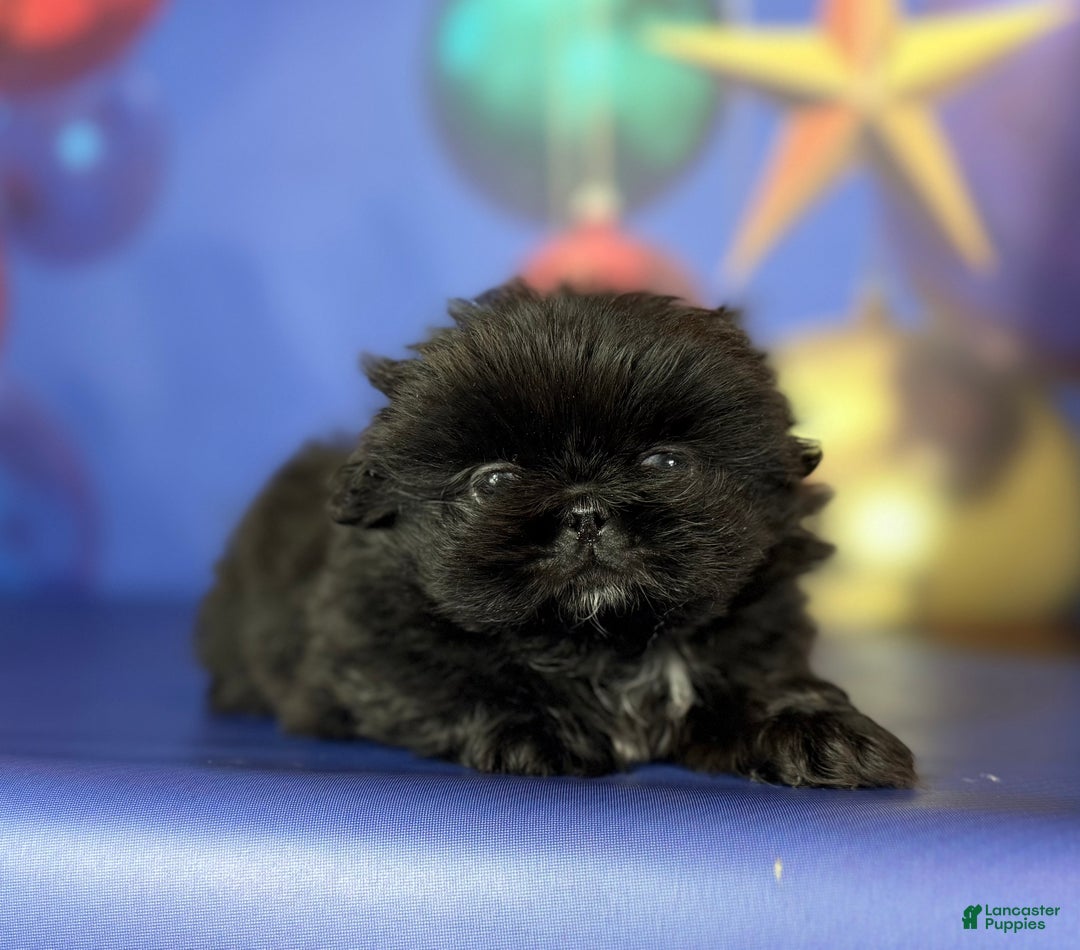 Pekingese dogs for sale: AKC DNA OFA Pablo - Ad 1